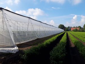 Insectennet wit grootverpakking - 40mesh