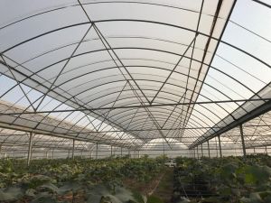 Tunnelfolie Diffuus UV-open 3,0m x 15,0m - 200 micron 3,0m x 15,0m