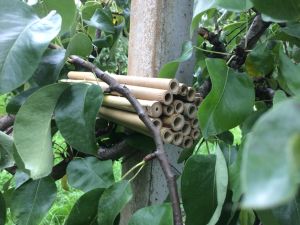 Bamboo insect house Bamboo insect house