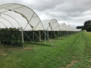 Tunnel Foil ultra diffuse (2.5m) 2,5m