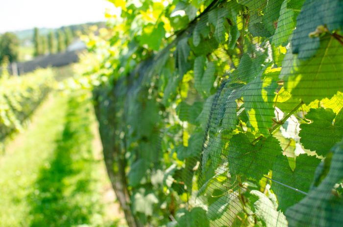 viticulture with hail nets