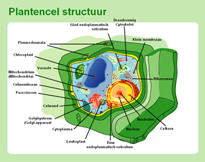 Plantencel structuur