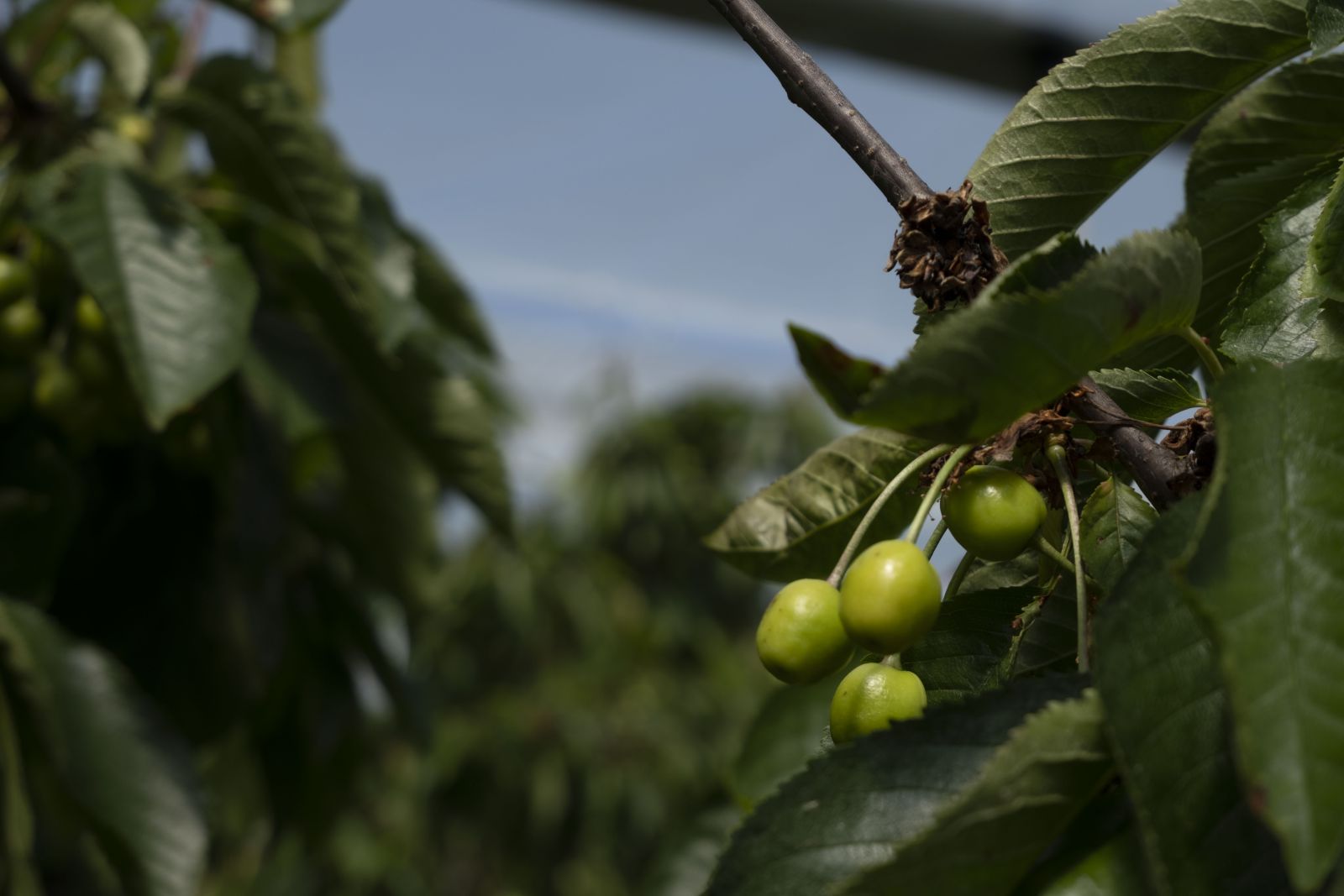 Rain protected cherries