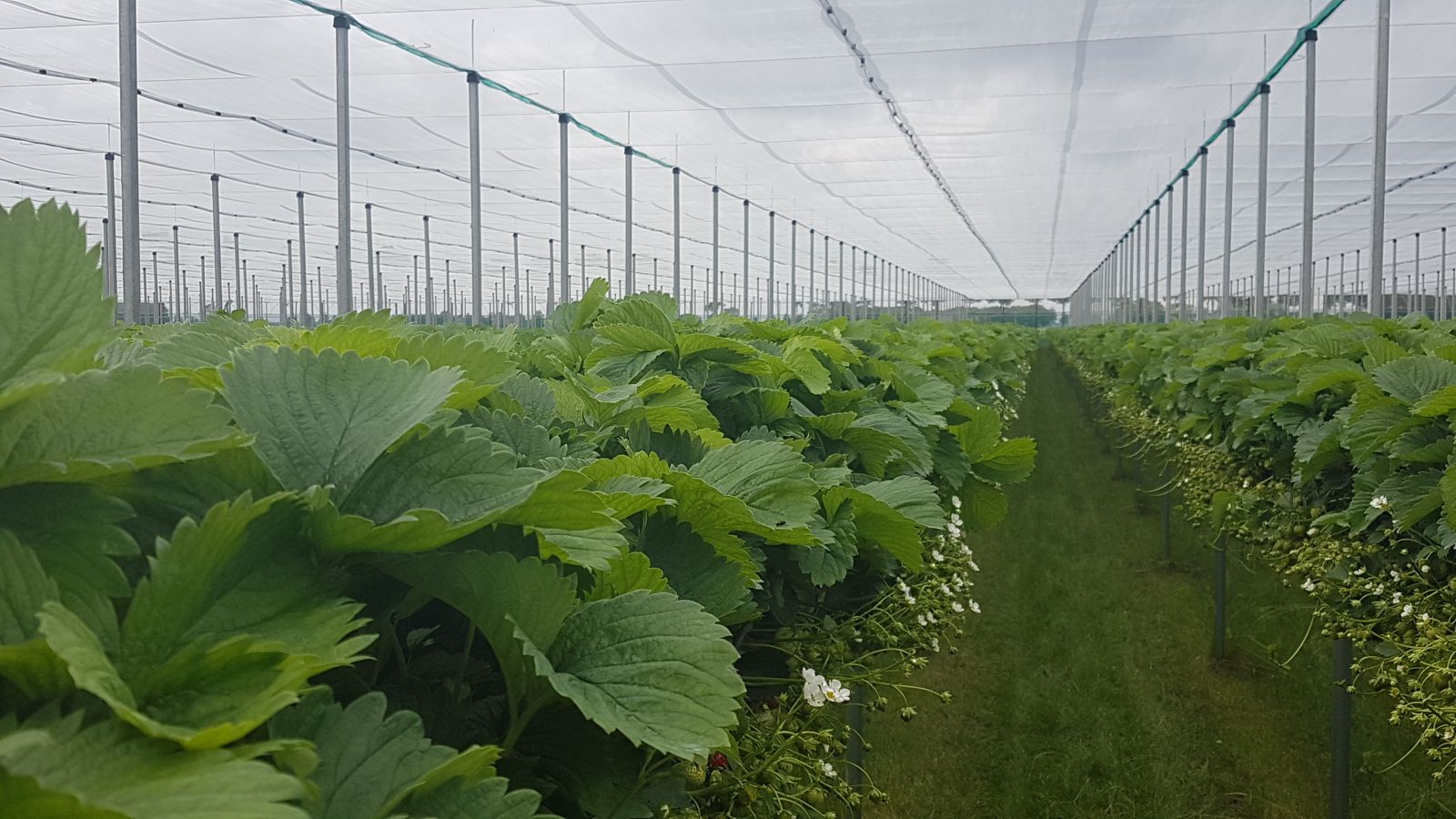 aardbeien onder hagelnet