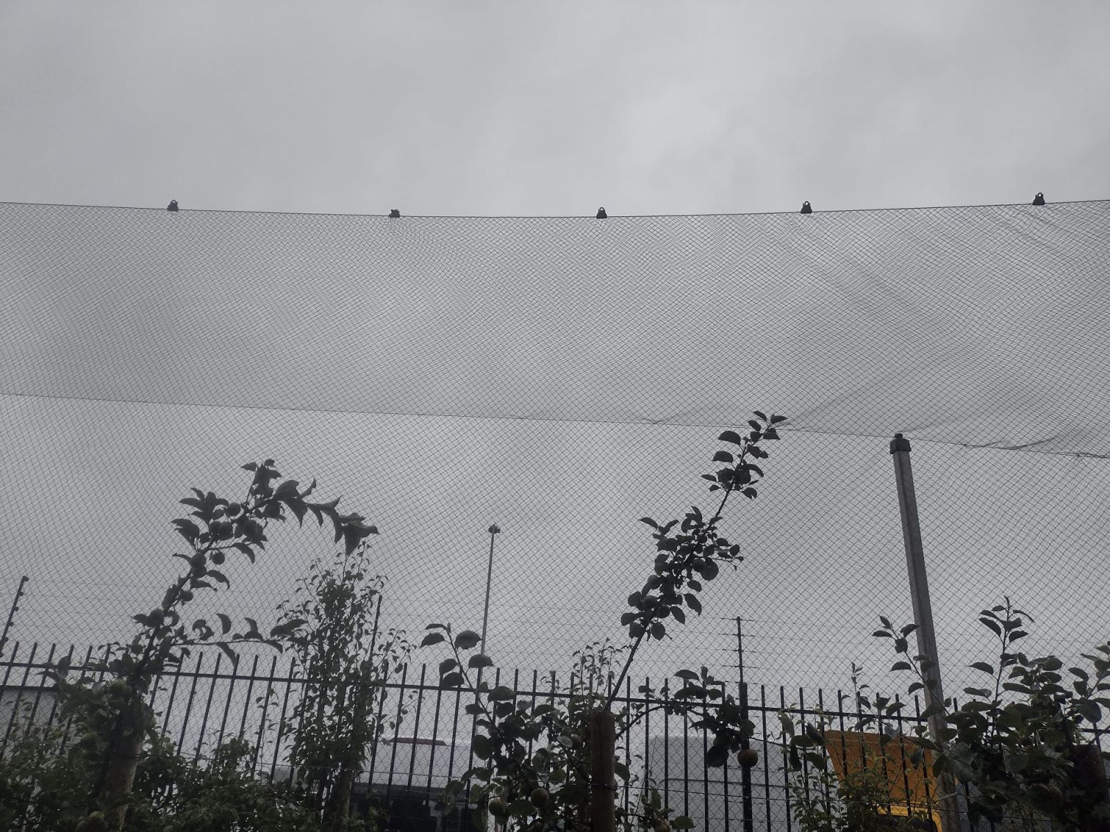 bird nets