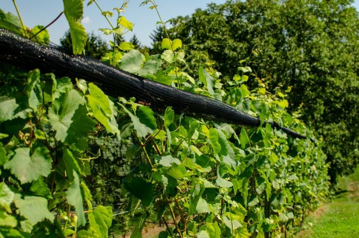 Growing grapes with hail nets