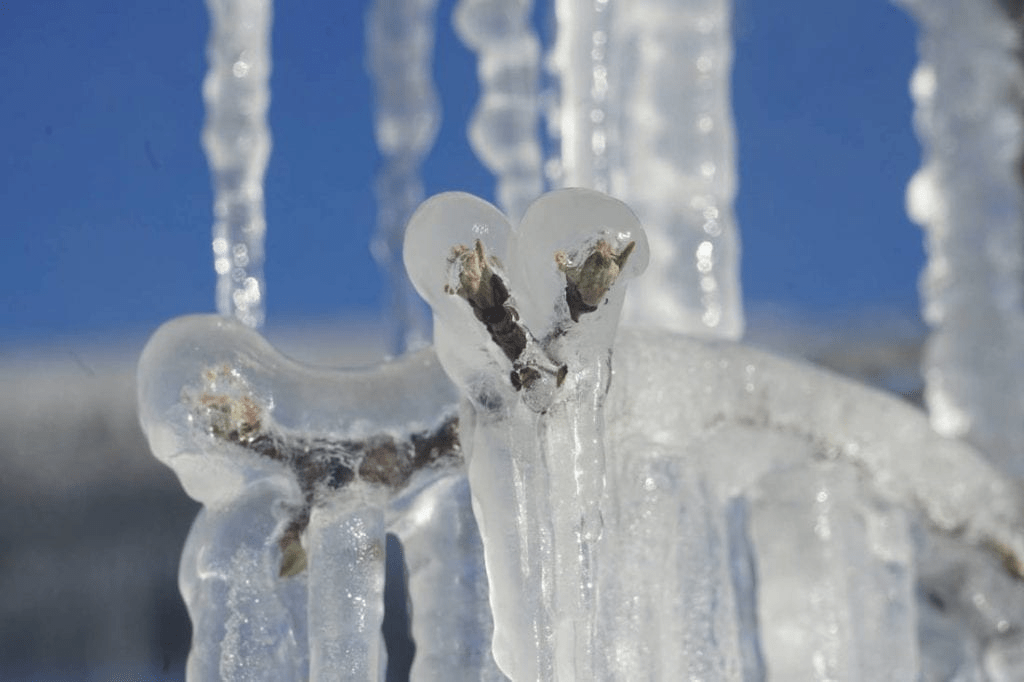 buds in ice