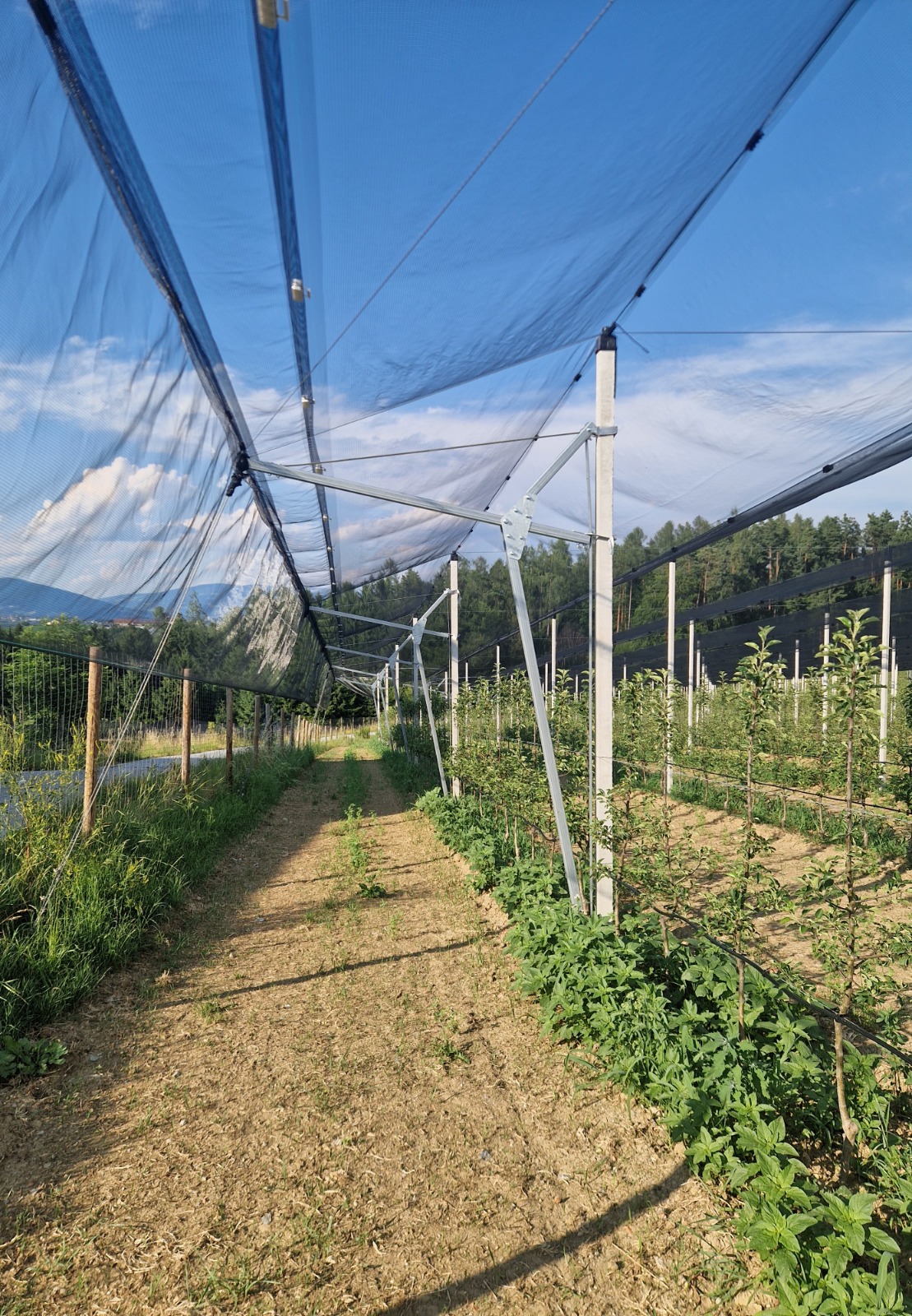 Border-Tension-System Revolution - barrièrevrije overkapping oplossing