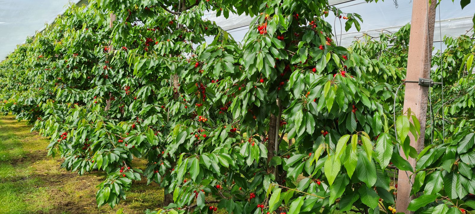 Cultivation systems for cherries