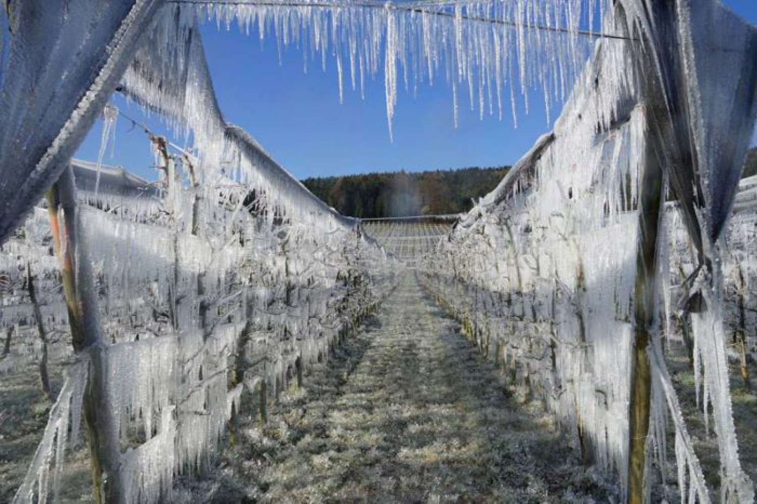 Austria: ice cover to spare the blossoms