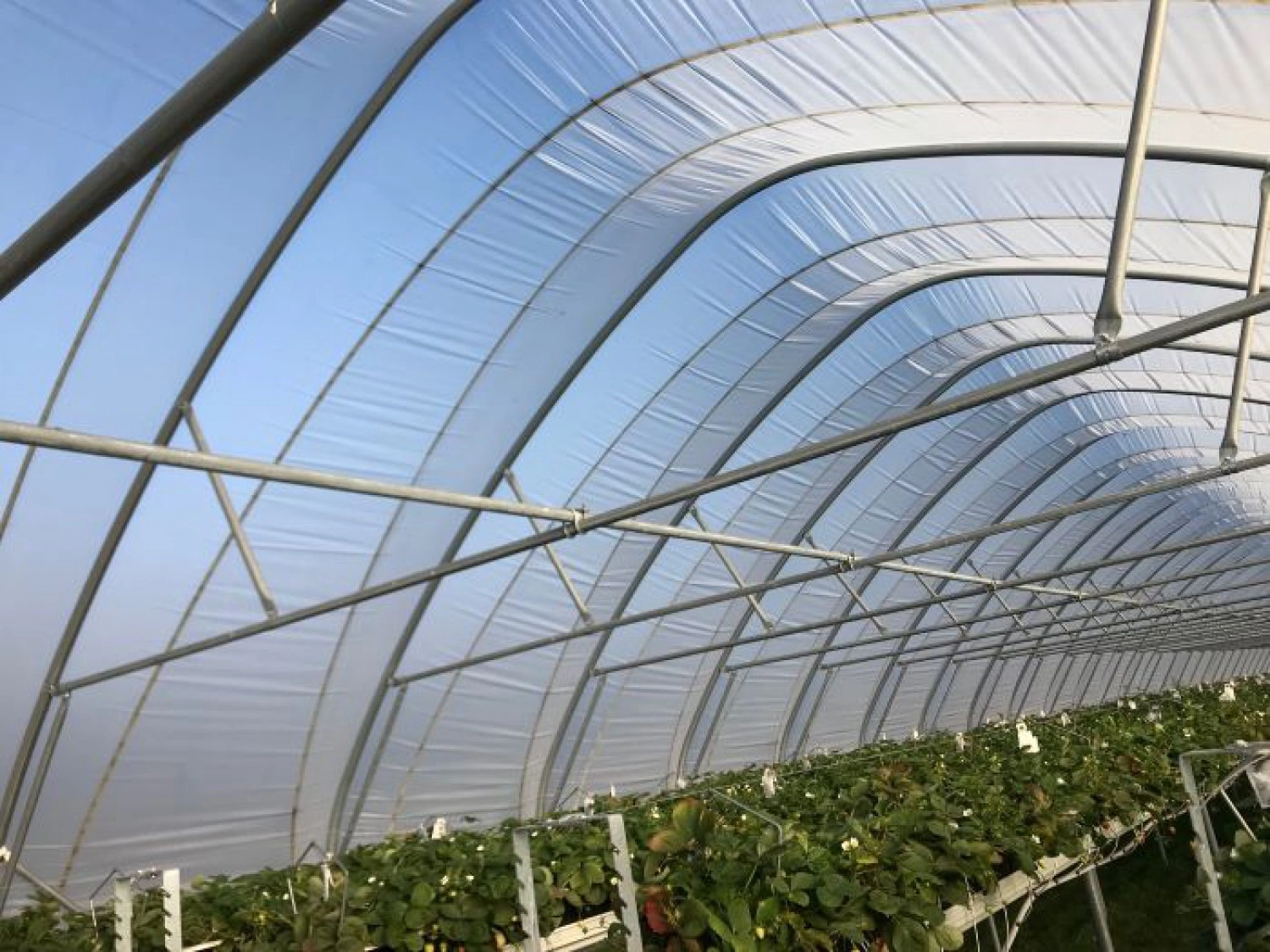 Tunnelfolie: Kondenswasser und Beschlag