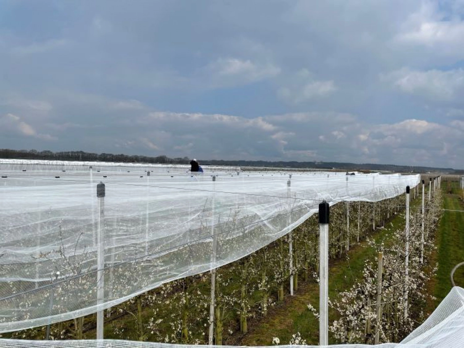 Fruit temperature and irradiation responsible for sunburn