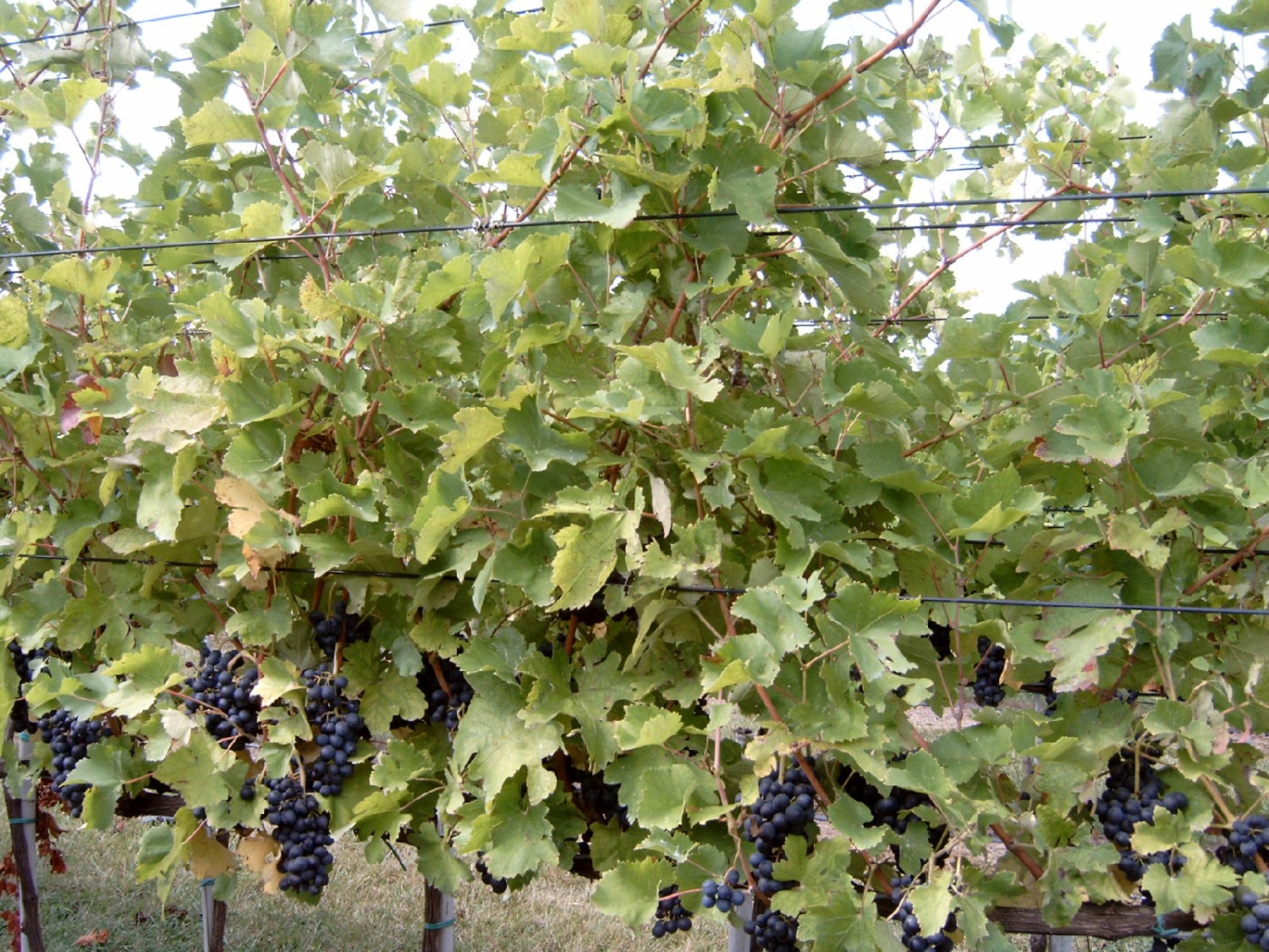 Bayco draad in boomgaarden en wijngaarden