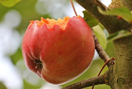 Wie kann ich mein Obst vor Vögeln schützen? 