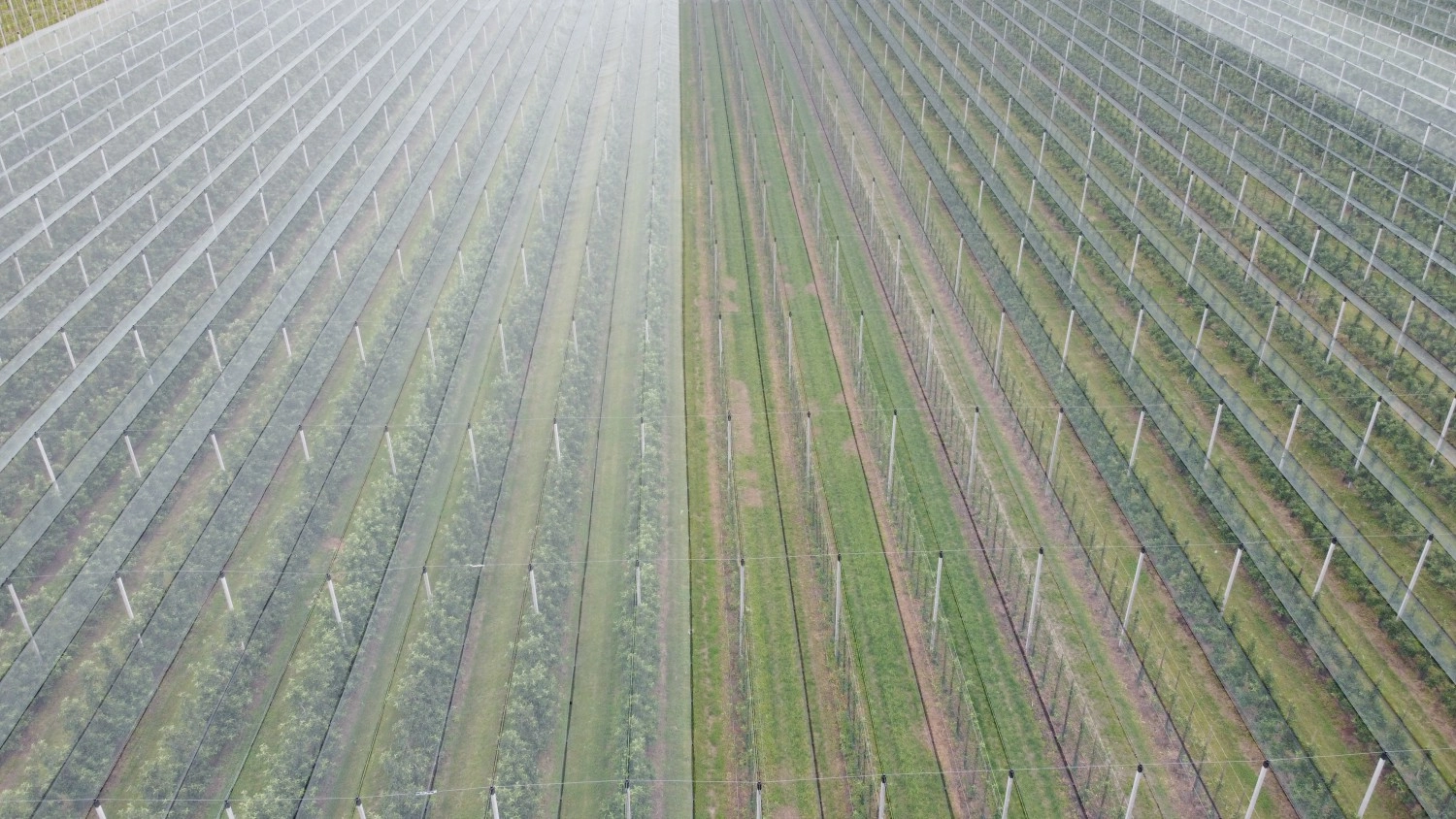 What do hail nets cost?