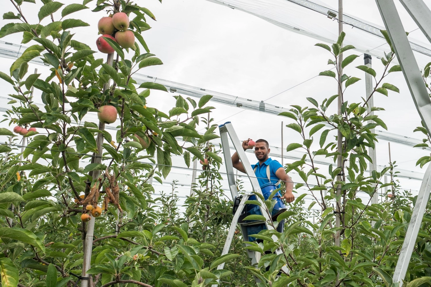 Pros and cons of hail nets