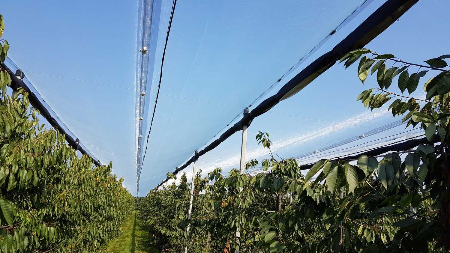 Pros and cons of Cherry canopies