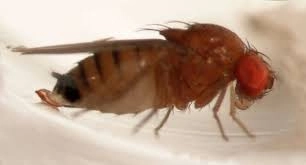 What mesh size do I need to stop the Suzuki fruit fly?