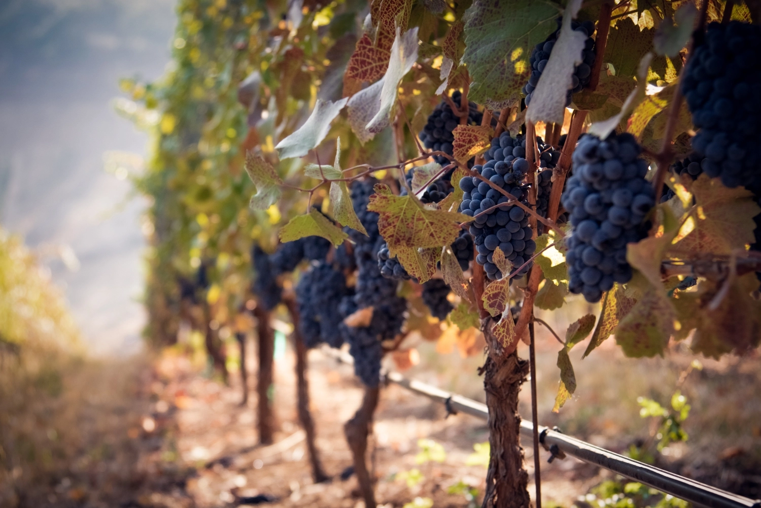 All about crop protection for viticulture!