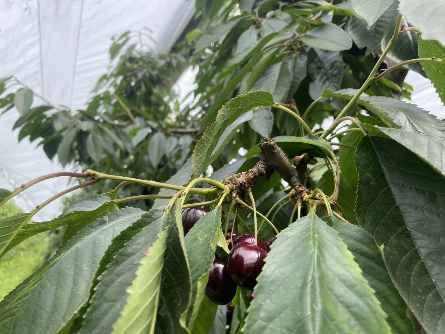 Why is the PowerFlex system the best rain protection system?