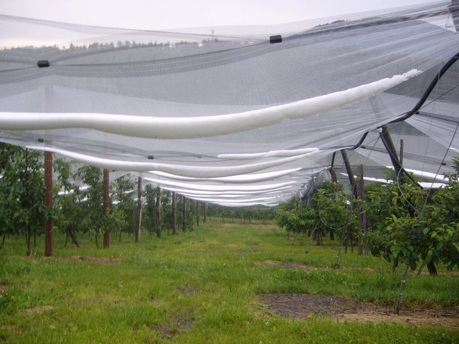 What weather changes can fruit growers expect?