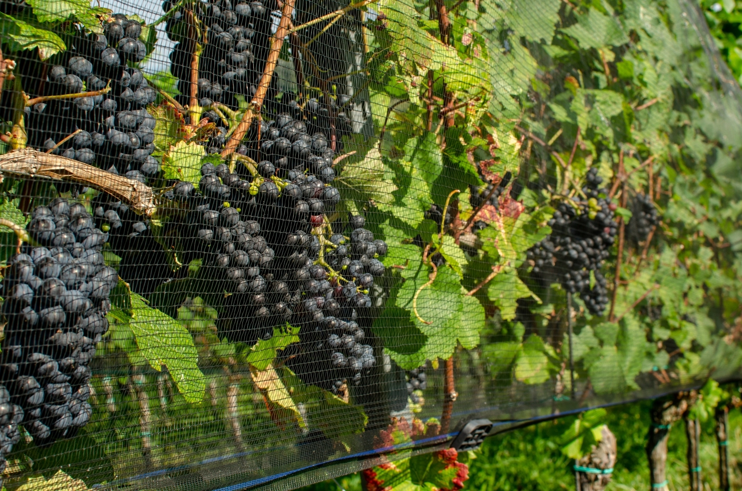Is it wise to use insect netting the viticulture?