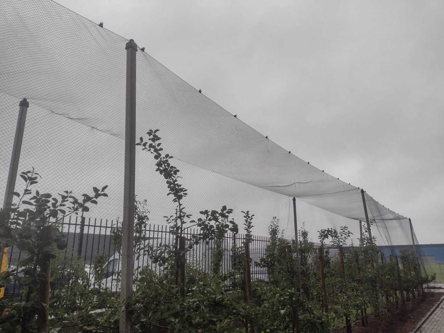 How to attach bird netting over fruit trees or vegetable garden?