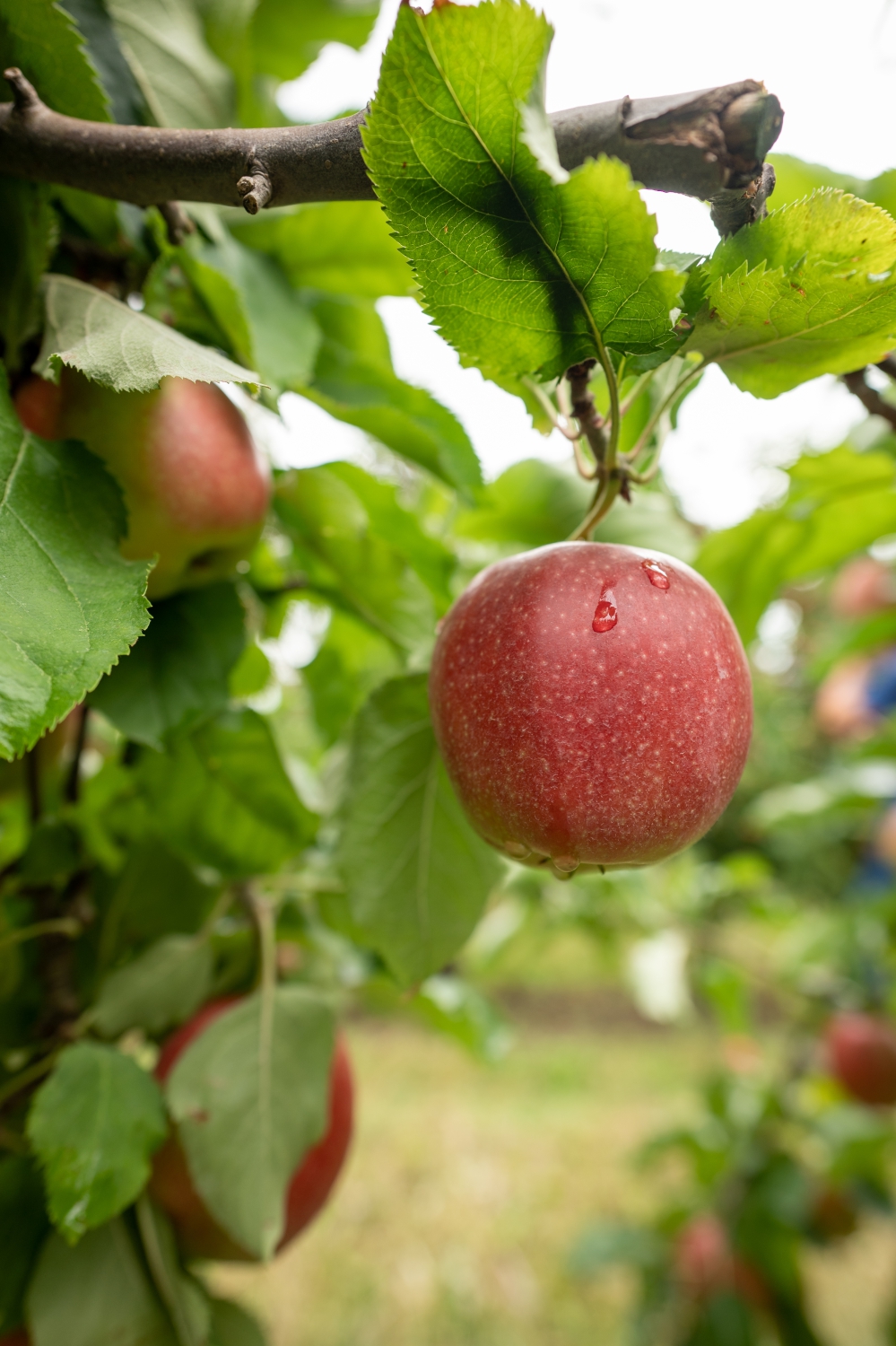 Biologischer Anbau von Äpfeln und Birnen unter Hagelnetzen - was sind die Besonderheiten?