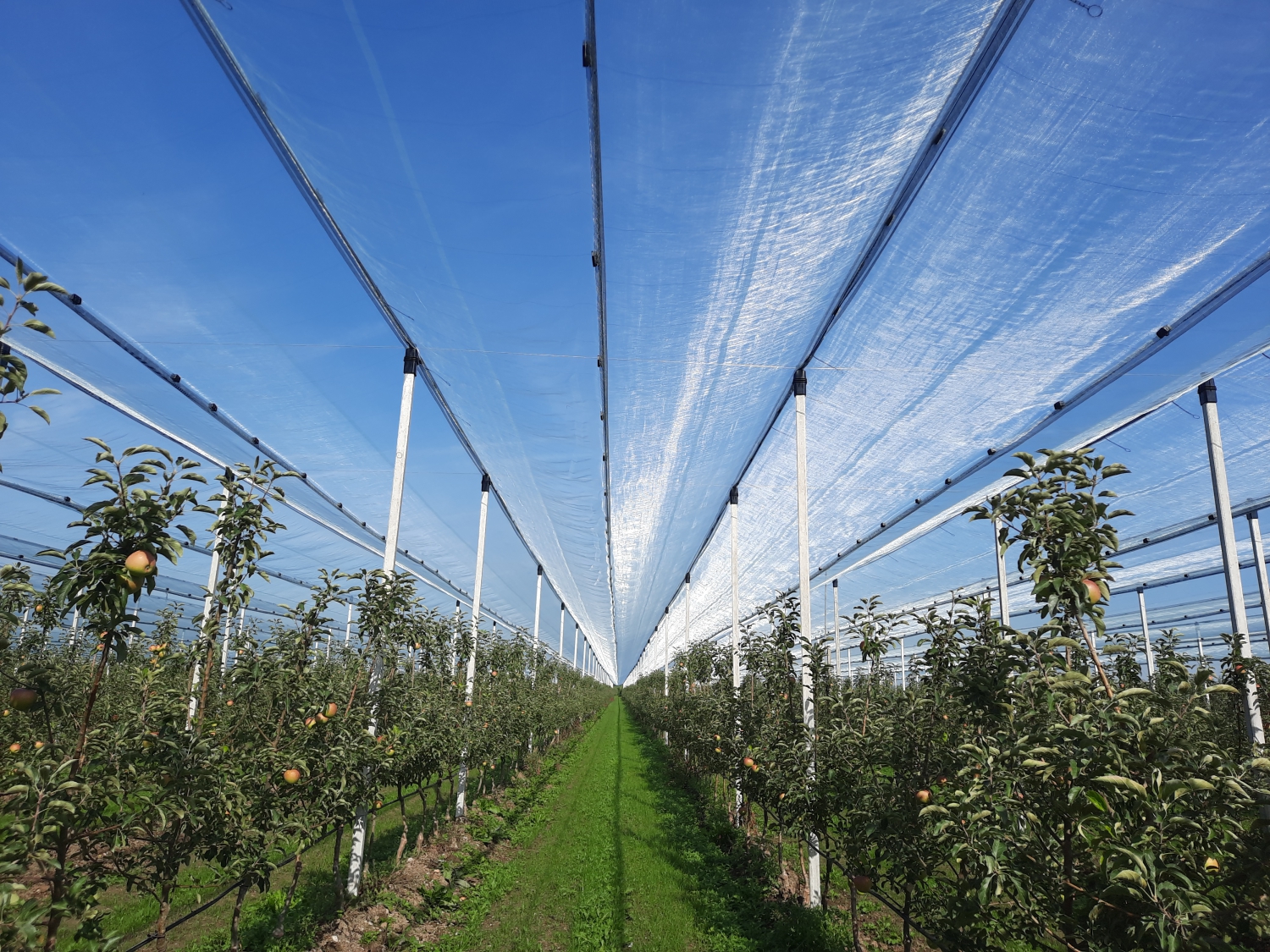 Maintenance of fruit canopies for longer life span