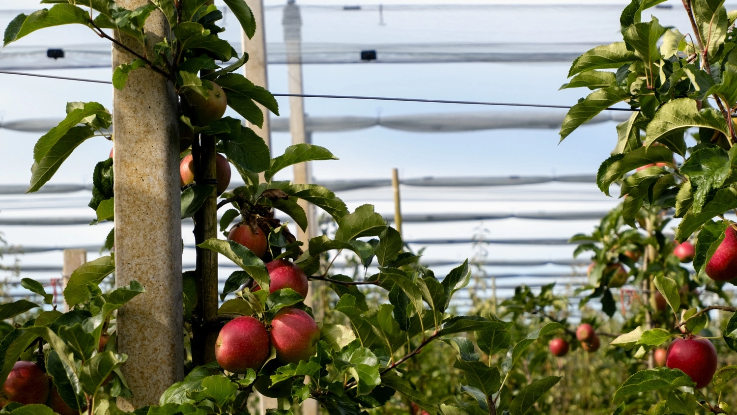 Die 8 wichtigsten Fragen zu Hagelnetzen