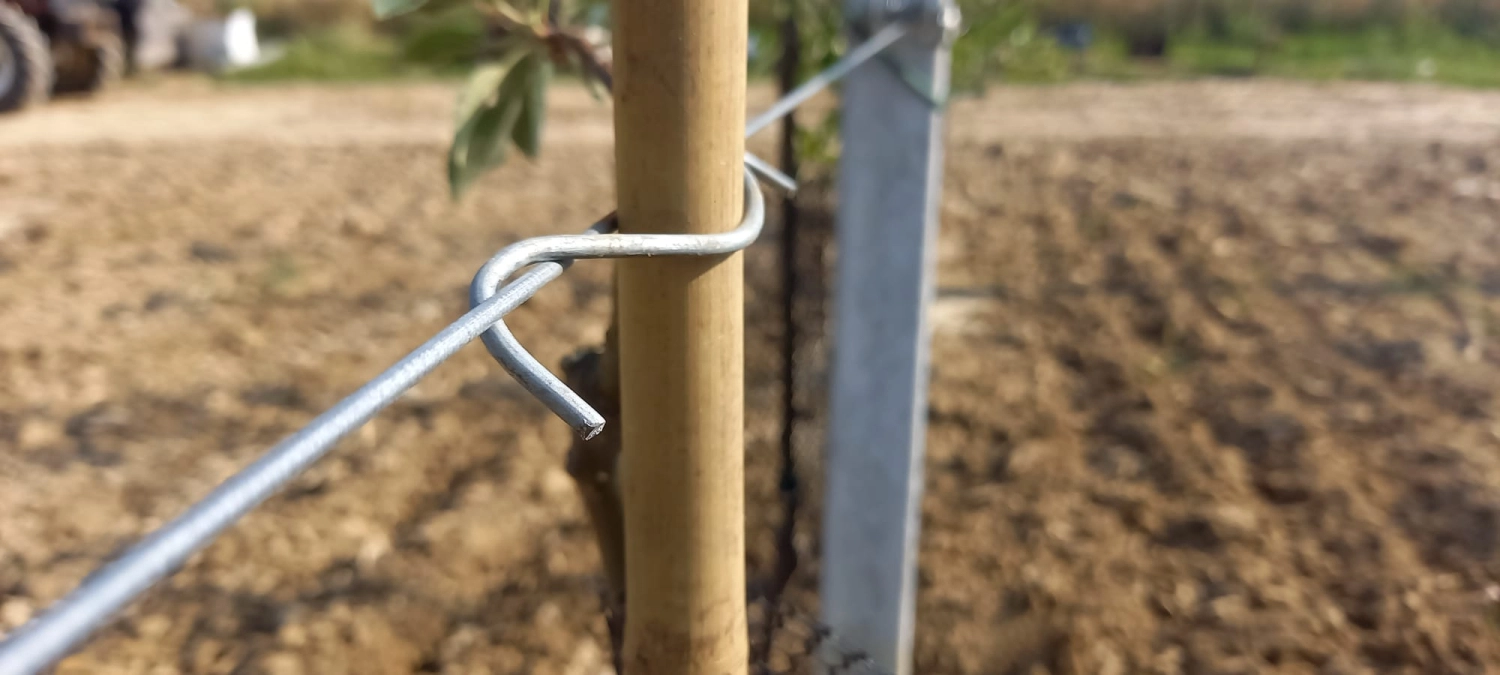 What should I use to support my trees?