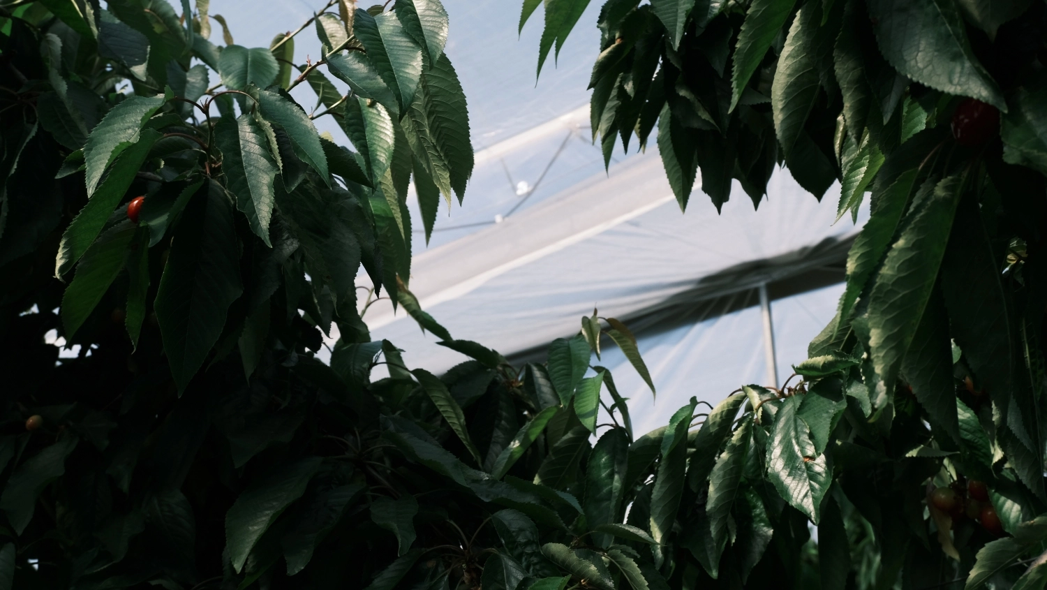 What is the light loss under a rain cover?