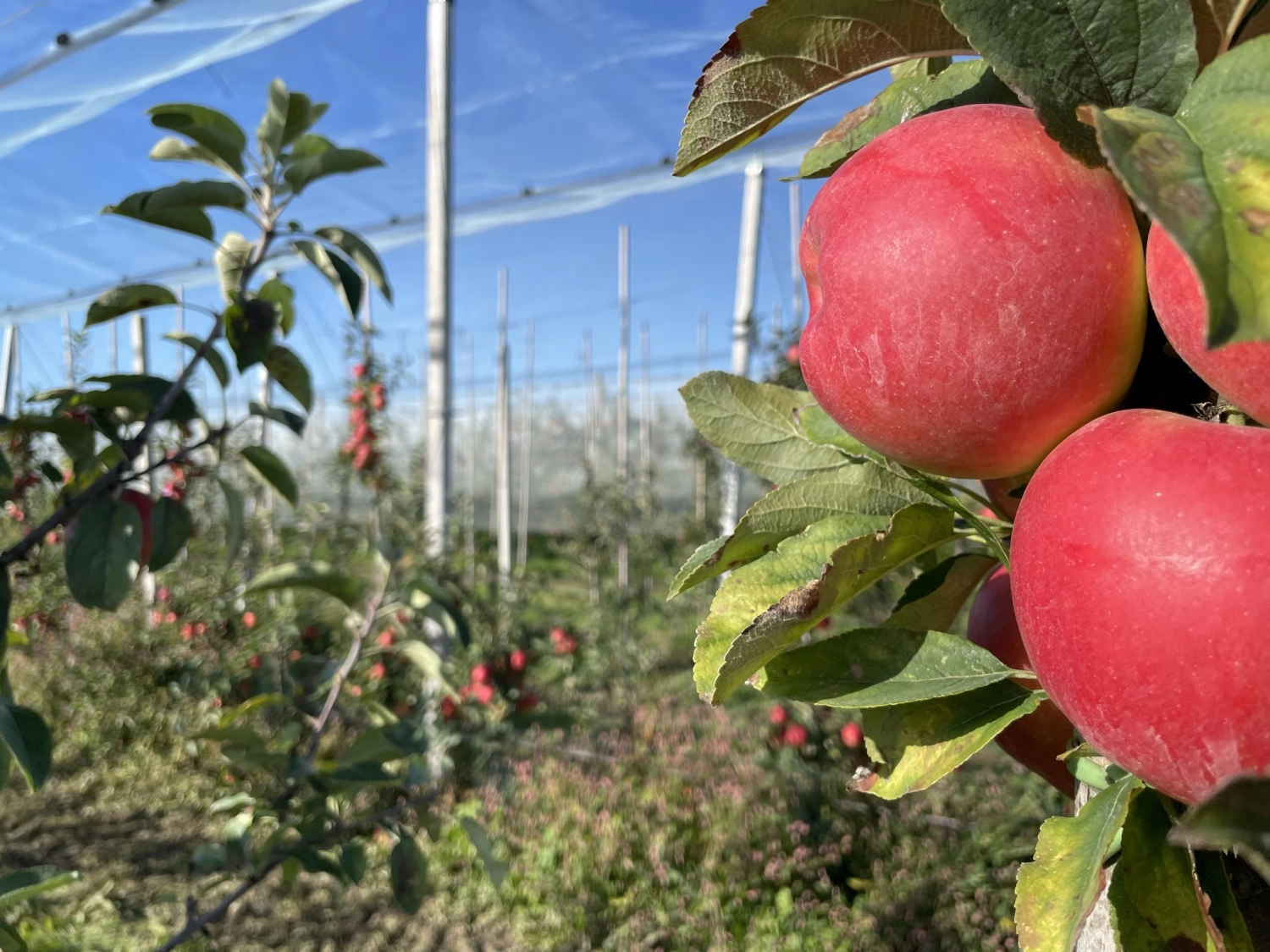 Sunburn protection: alternatives to hail nets