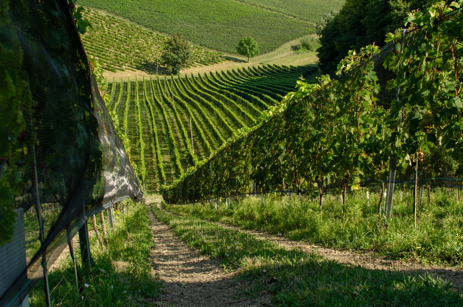 11 veelgestelde vragen over netten in de wijnbouw