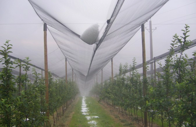 Fruitteelt 