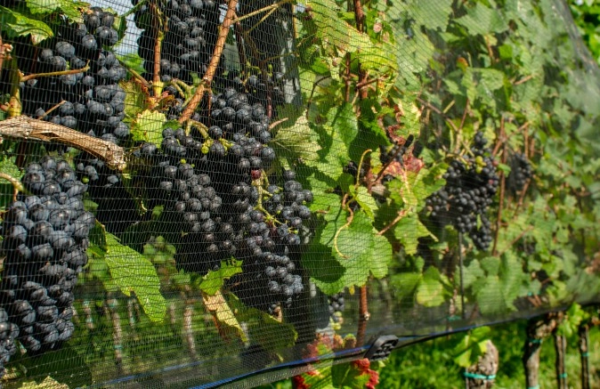 Jacket wijngaardsysteem