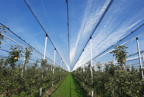 Traditioneel Hagelnet