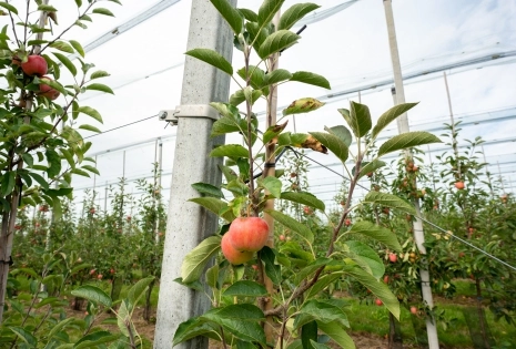 Hardfruit