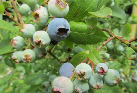 Blauwe bessen