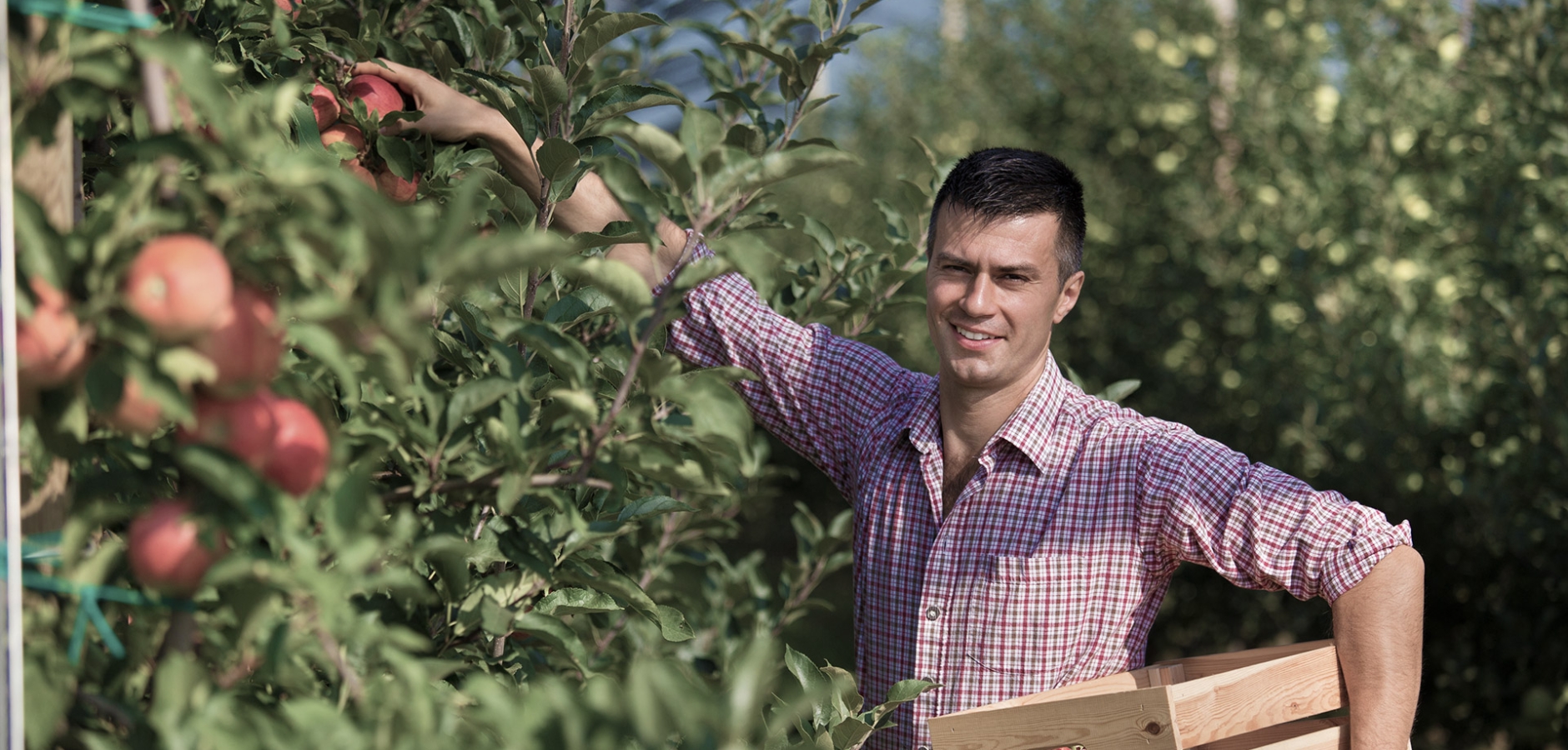 Wij overkappen fruit!