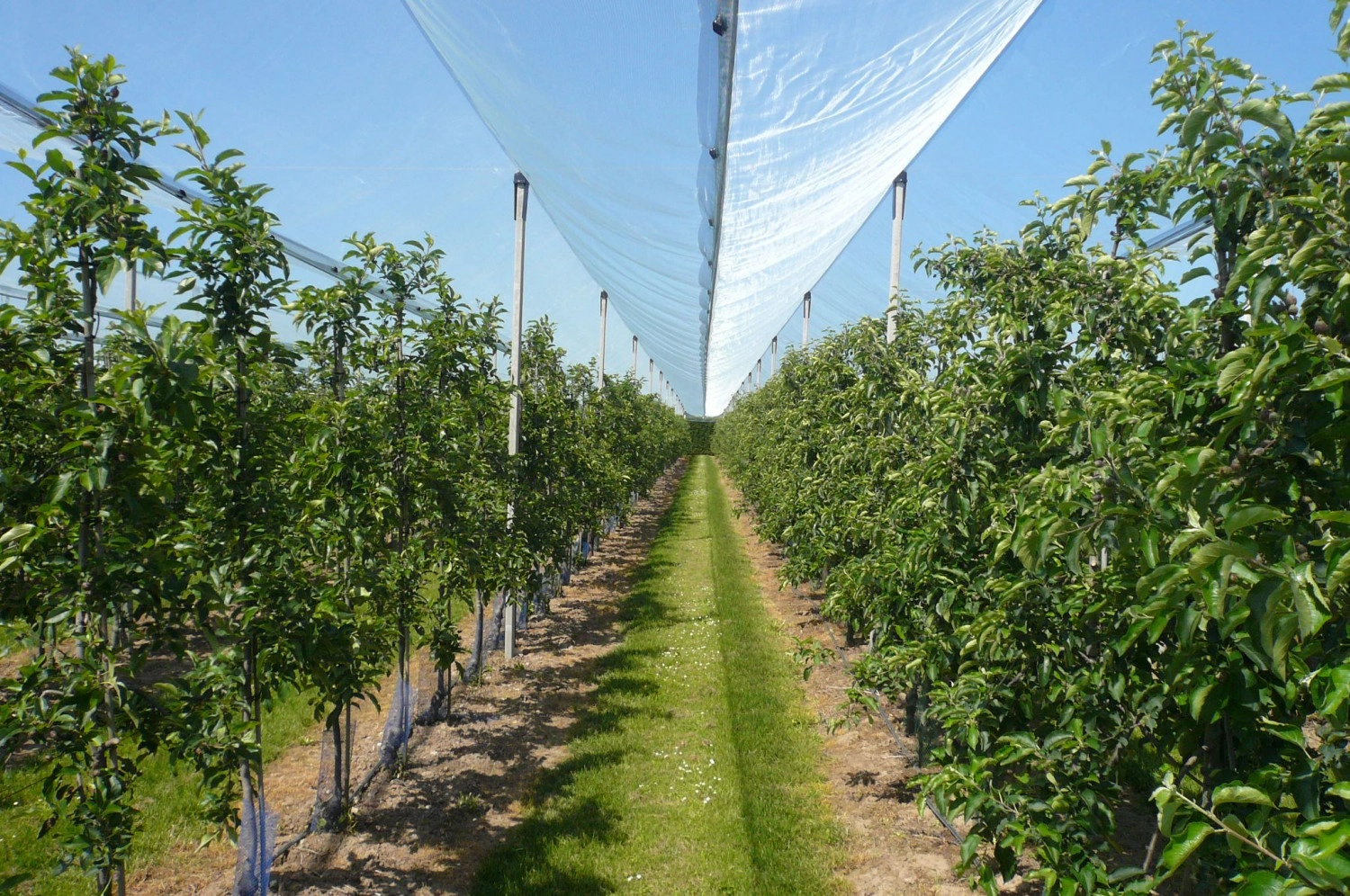 Hagelnetten voor de fruitteelt