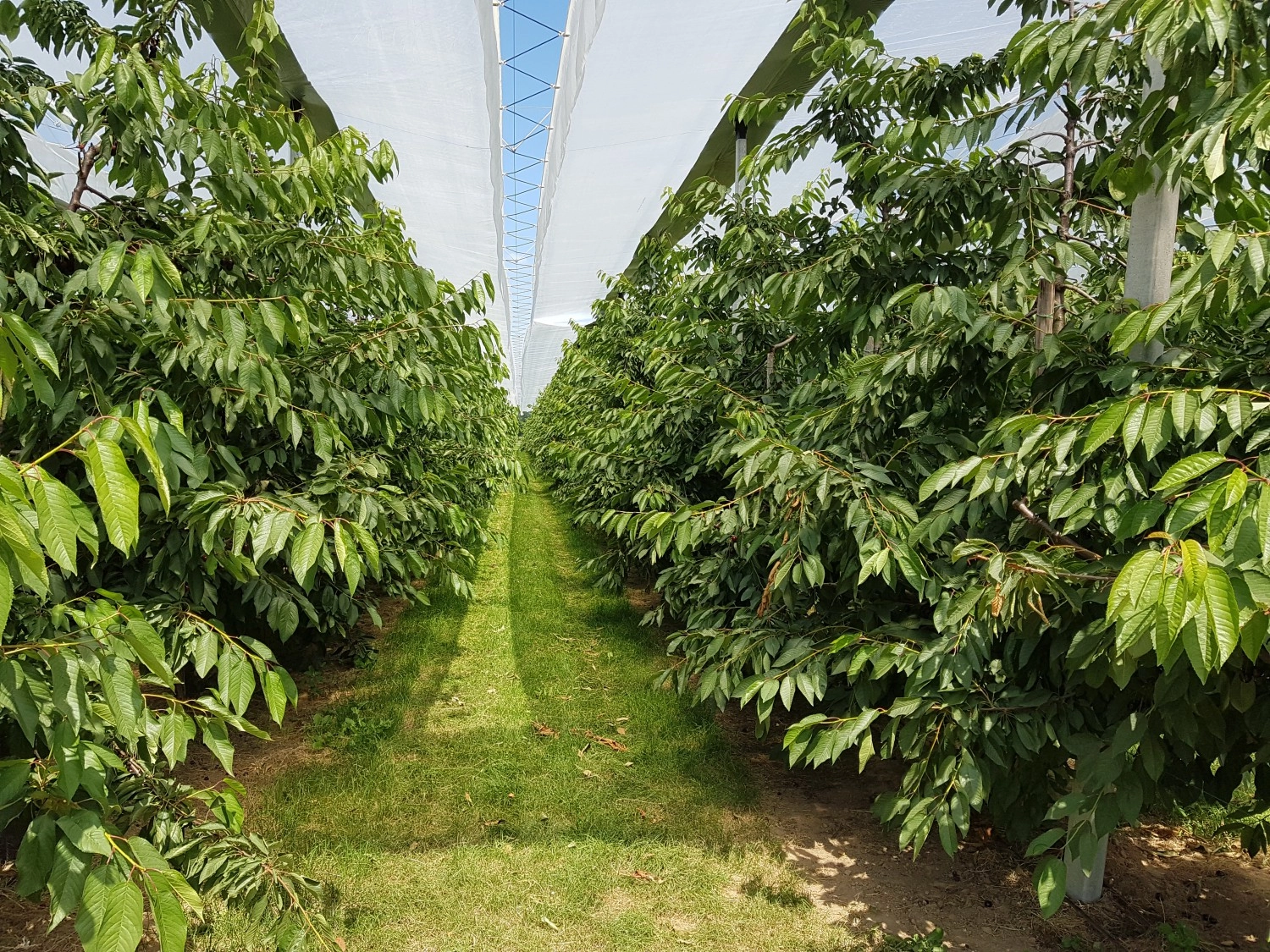 Rain covers at cherry financially calculated
