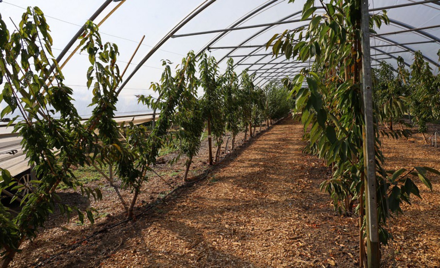 Zonnebrand bij rode bes en kersen voorkomen