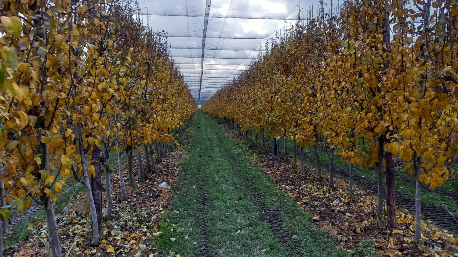 Kundenbericht (4): „Slabbekoorn Fruit“ in Kapelle (Zeeland)