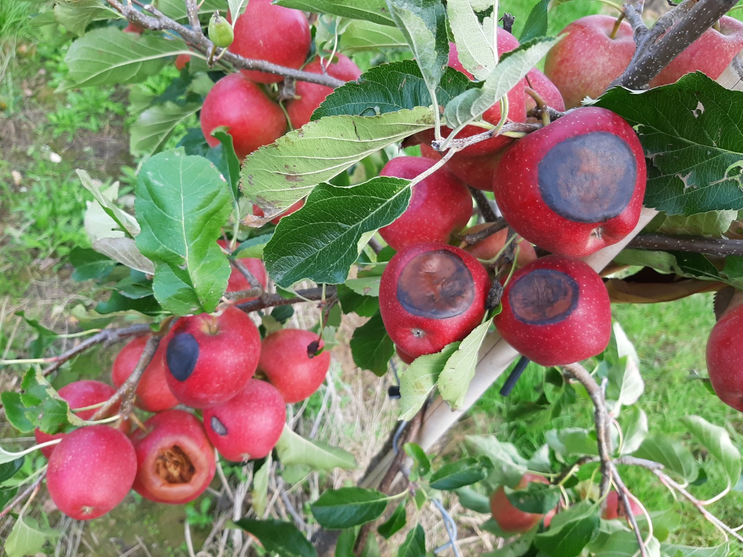 Obstbauern lassen Äpfel und Birnen verfaulen, Pflücken und Kühlen ist zu teuer.