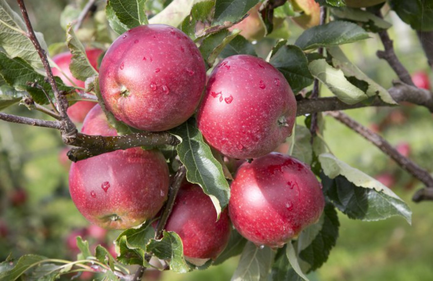 Innovative Belgian apple variety