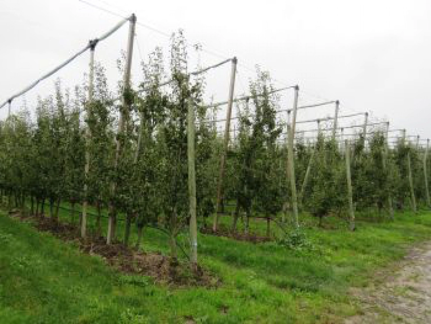 Kundenbericht (1): Obstbaubetrieb Kavelaars – Claassen