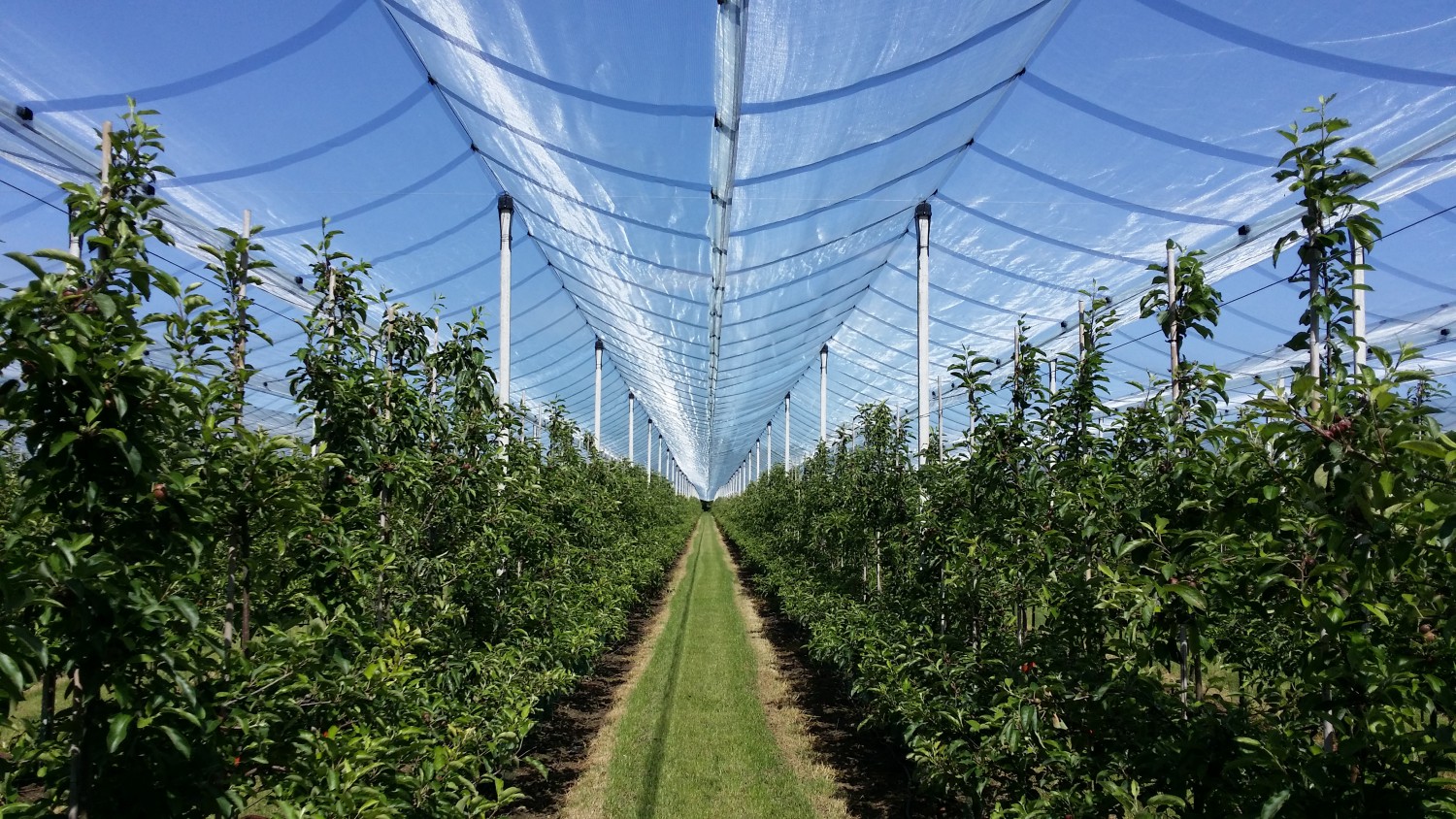 Customer report (3): Bangels fruit farm from Montenaken